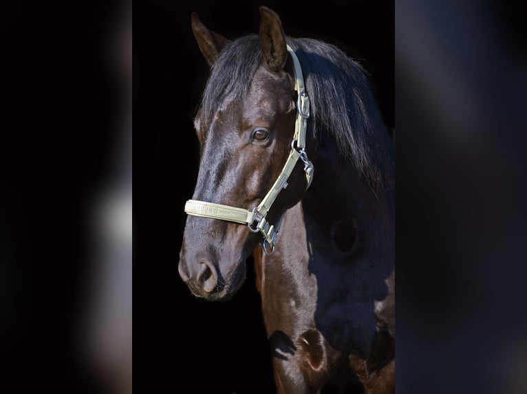 Menorquín Caballo castrado 6 años 163 cm Negro in Laren