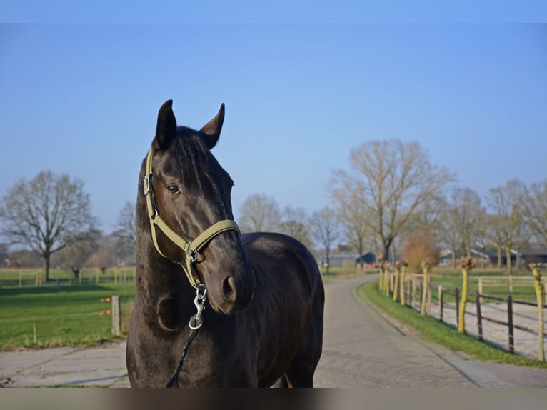 Menorquín Caballo castrado 6 años 163 cm Negro in Laren