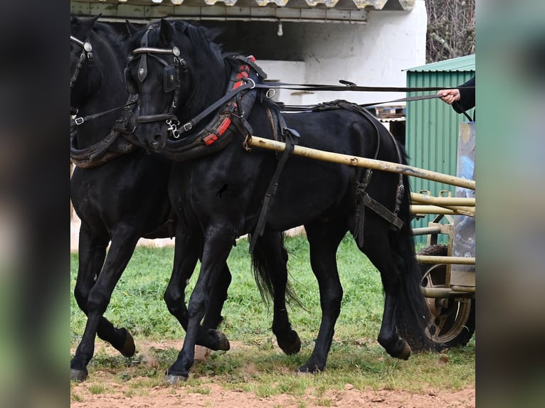 Menorquín Caballo castrado 9 años 159 cm Negro in Menorca