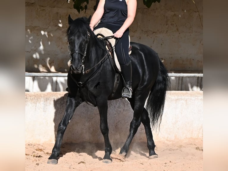 Menorquín Caballo castrado 9 años 159 cm Negro in Menorca