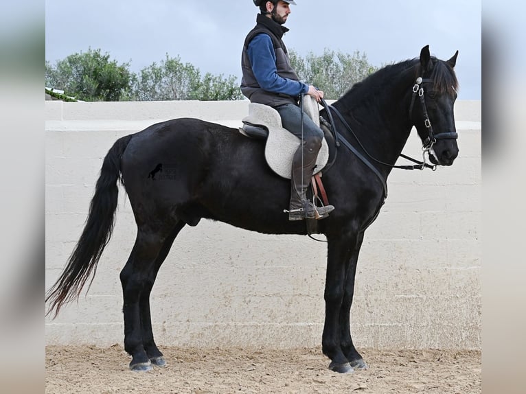 Menorquín Caballo castrado 9 años 165 cm Negro in Menorca