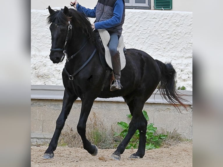 Menorquín Caballo castrado 9 años 165 cm Negro in Menorca