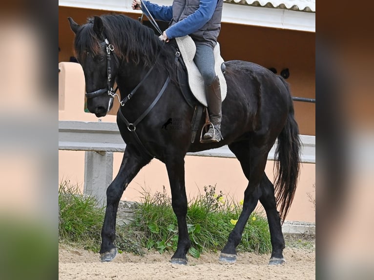 Menorquín Caballo castrado 9 años 165 cm Negro in Menorca