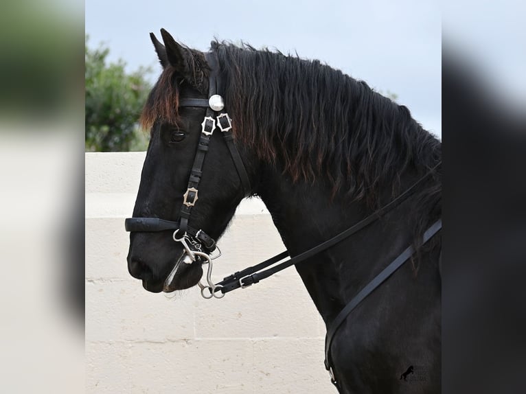 Menorquín Caballo castrado 9 años 165 cm Negro in Menorca