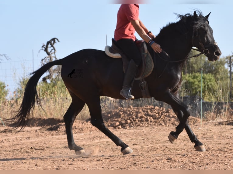 Menorquin Gelding 12 years 16 hh Black in Mallorca