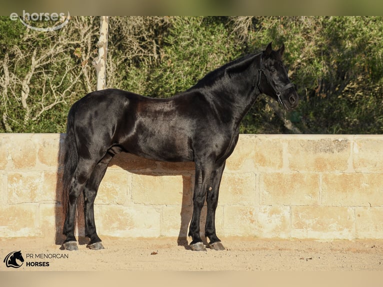 Menorquin Gelding 14 years 15.2 hh Black in Ciutadella De Menorca