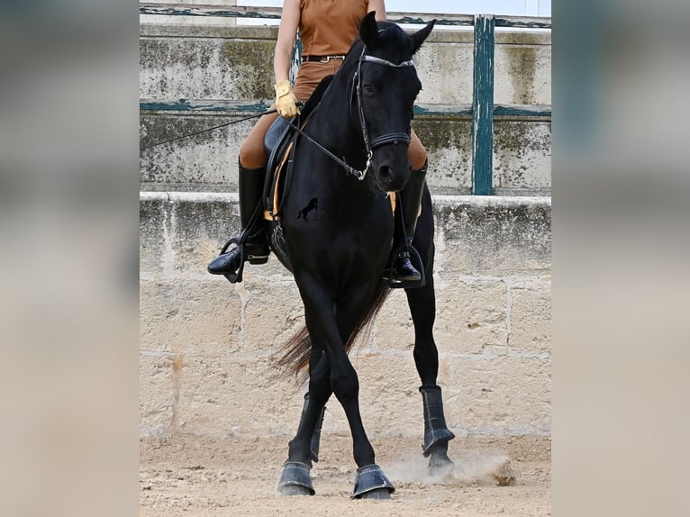 Menorquin Gelding 14 years Black in Menorca