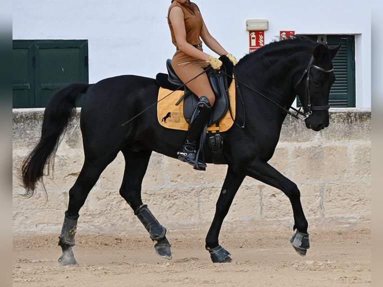 Menorquin Gelding 14 years Black in Menorca