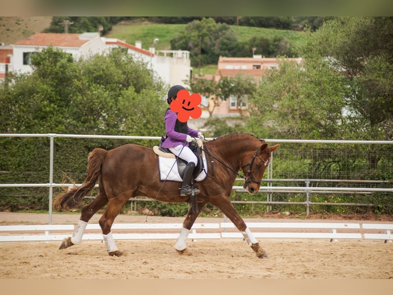 Menorquin Gelding 17 years 15 hh Chestnut-Red in Alaior