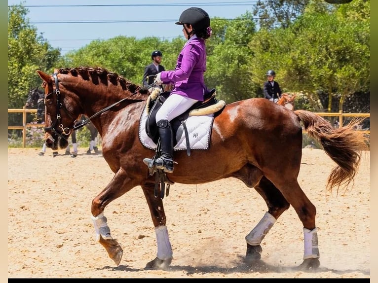 Menorquin Gelding 17 years 15 hh Chestnut-Red in Alaior