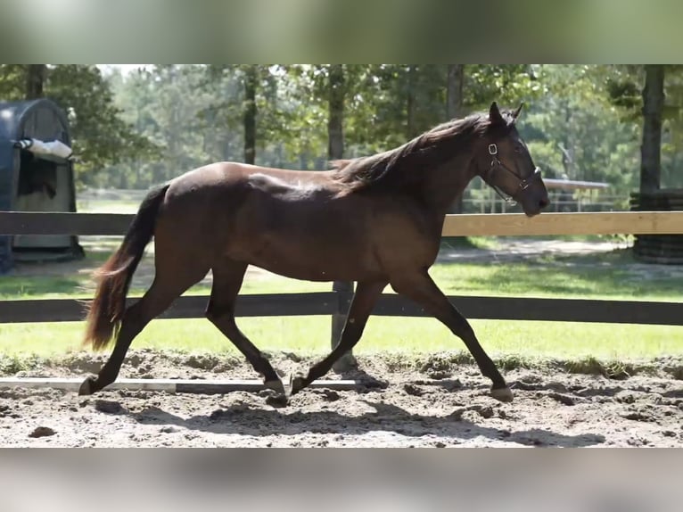 Menorquin Gelding 3 years 16 hh Black in Wagener