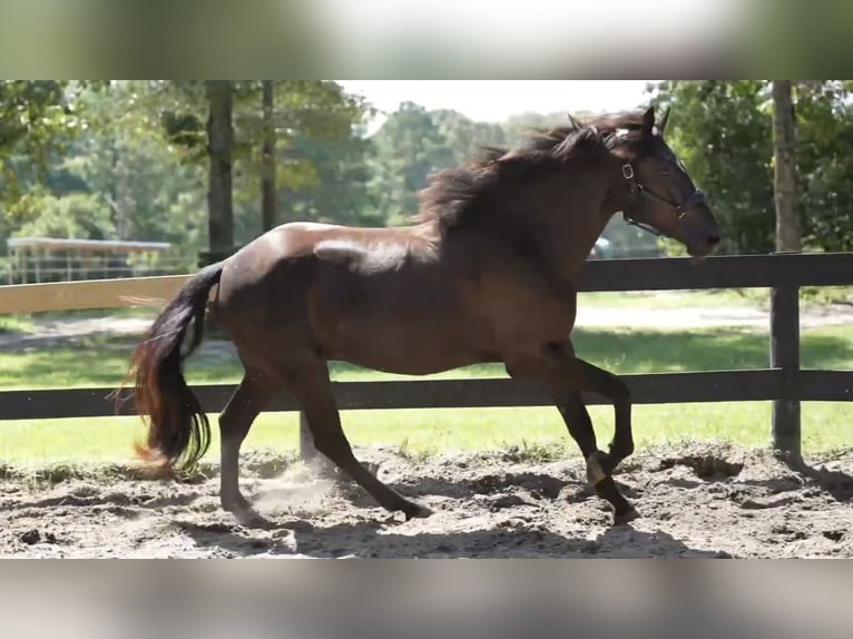 Menorquin Gelding 3 years 16 hh Black in Wagener