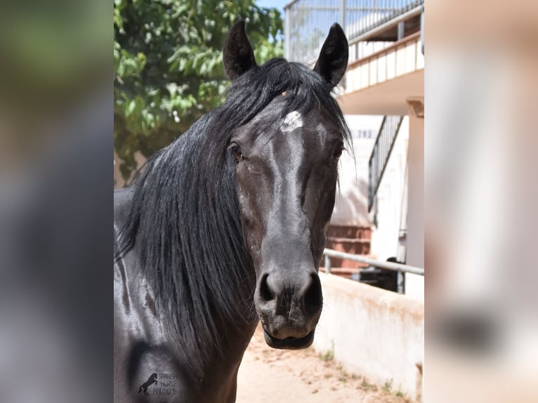 Menorquin Gelding 4 years 15,2 hh Black in Menorca