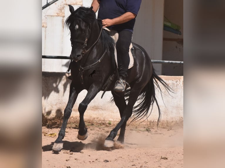 Menorquin Gelding 4 years 15,2 hh Black in Menorca