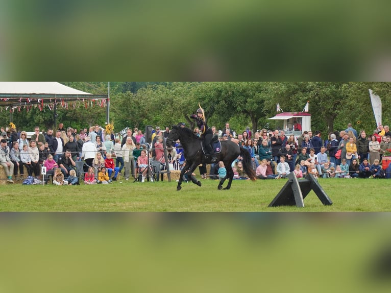 Menorquin Gelding 5 years 16,2 hh Black in Mari&#xEB;nheem