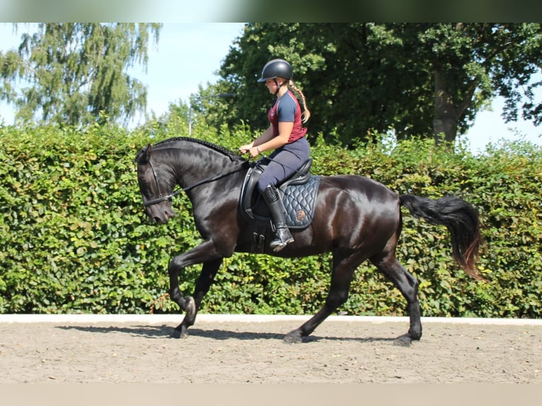 Menorquin Gelding 5 years 16,2 hh Black in Mari&#xEB;nheem