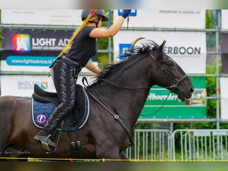 Menorquin Gelding 5 years 16,2 hh Black in Mari&#xEB;nheem