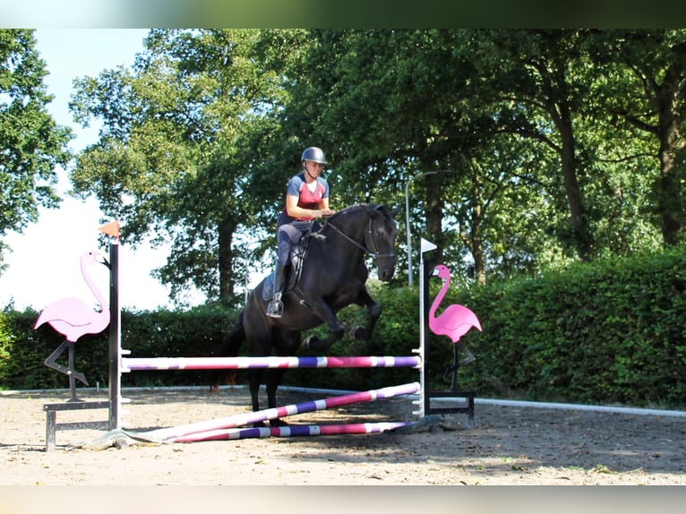 Menorquin Gelding 5 years 16,2 hh Black in Mari&#xEB;nheem