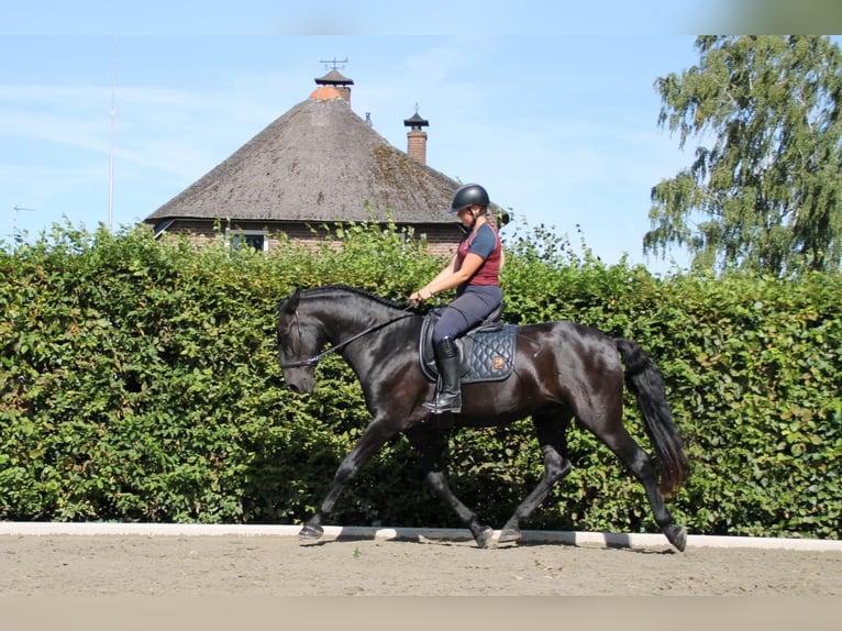 Menorquin Gelding 5 years 16,2 hh Black in Mari&#xEB;nheem