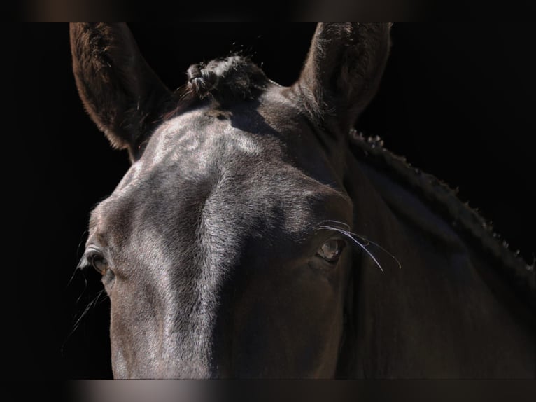 Menorquin Gelding 5 years 16,2 hh Black in Mari&#xEB;nheem