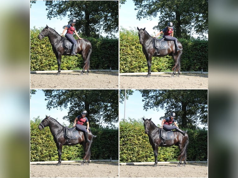 Menorquin Gelding 5 years 16,2 hh Black in Mari&#xEB;nheem