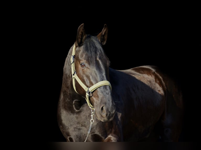 Menorquin Gelding 6 years 16 hh Black in Laren