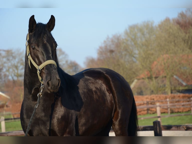 Menorquin Gelding 6 years 16 hh Black in Laren