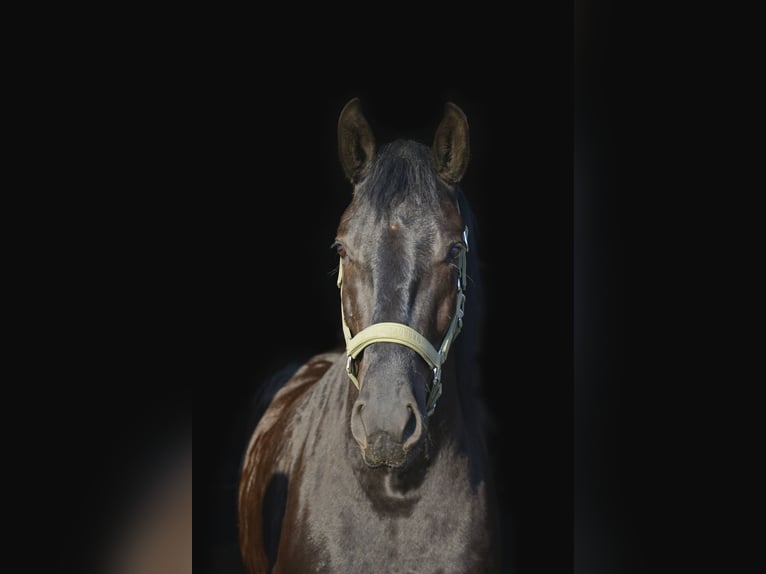 Menorquin Gelding 6 years 16 hh Black in Laren