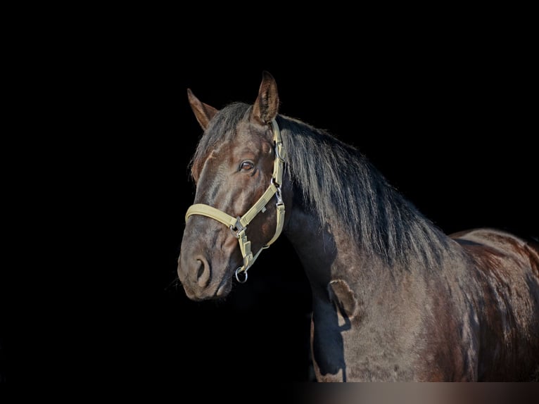 Menorquin Gelding 6 years 16 hh Black in Laren