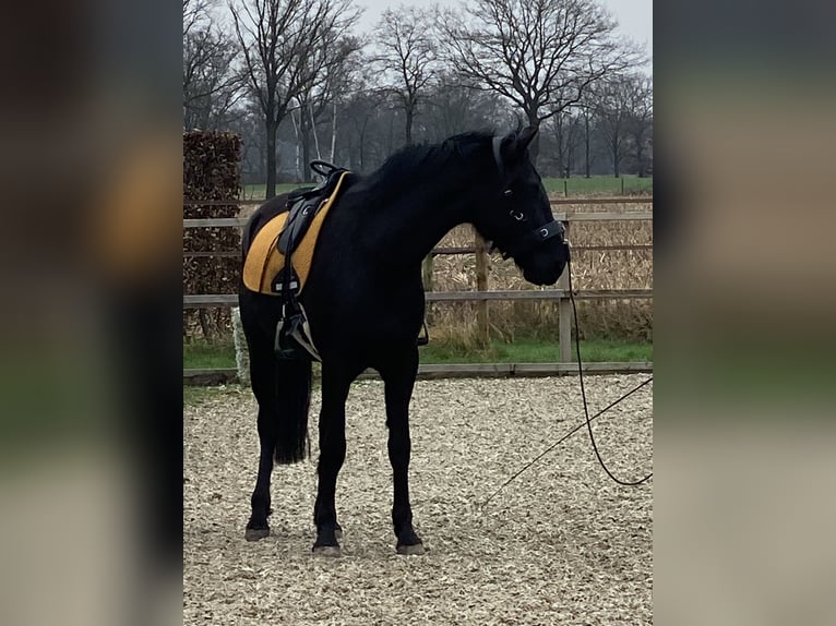 Menorquin Gelding 6 years 16 hh Black in Laren