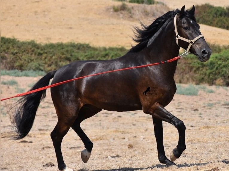 Menorquin Gelding 7 years 15 hh Black in Wermelskirche