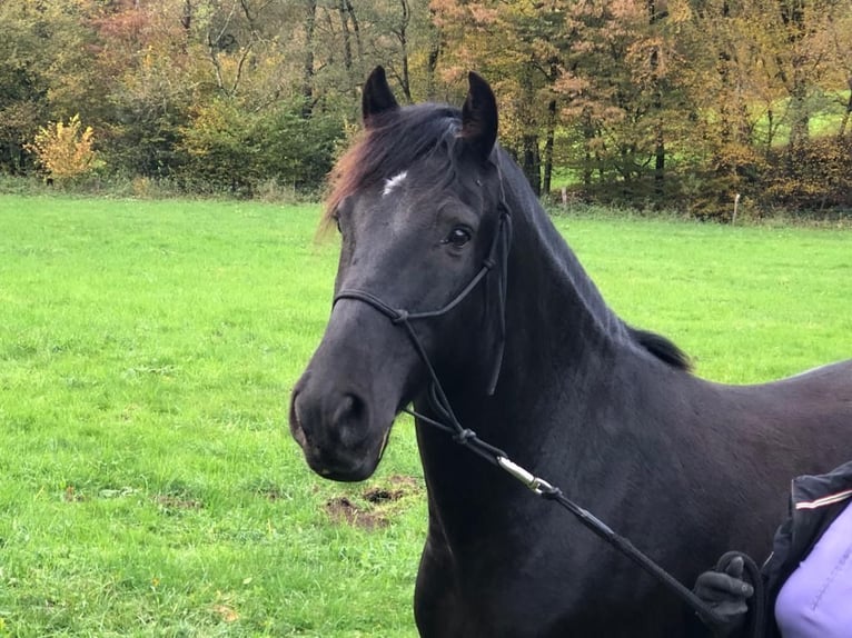 Menorquin Gelding 7 years 15 hh Black in Wermelskirche