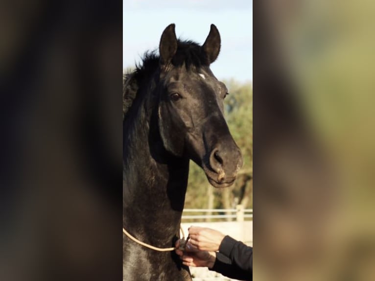 Menorquin Gelding 7 years 15 hh Black in Wermelskirche