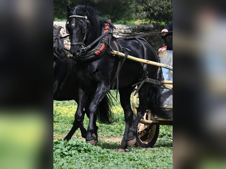 Menorquin Gelding 9 years 15.2 hh Black in Menorca