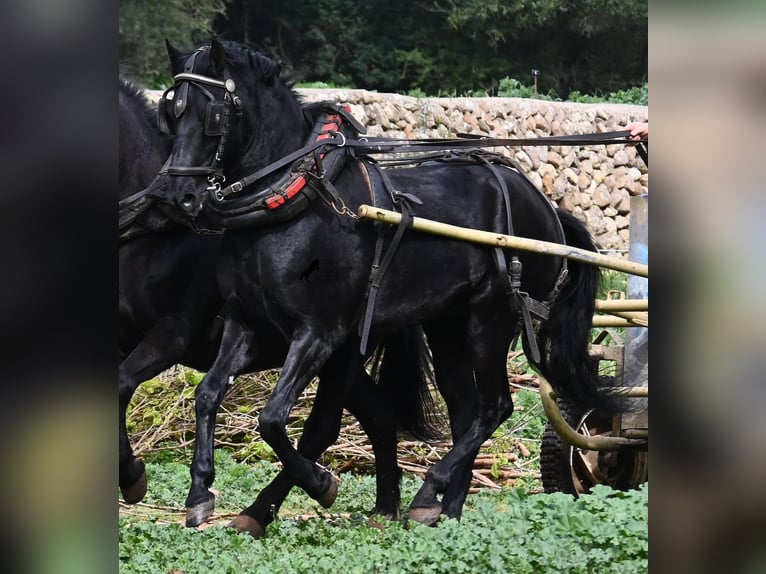 Menorquin Gelding 9 years 15.2 hh Black in Menorca