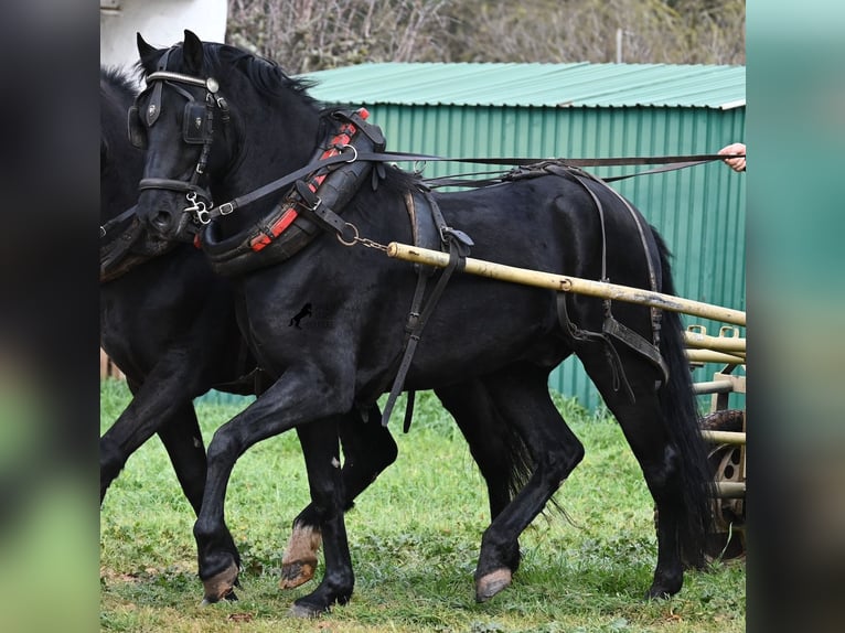 Menorquin Gelding 9 years 15.2 hh Black in Menorca