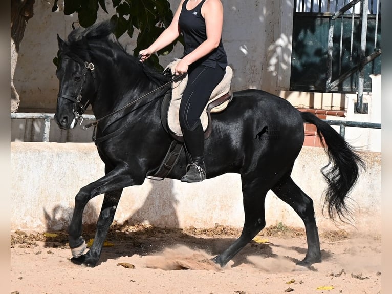 Menorquin Gelding 9 years 15.2 hh Black in Menorca