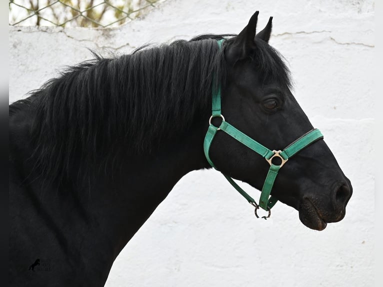 Menorquin Gelding 9 years 15,2 hh Black in Menorca