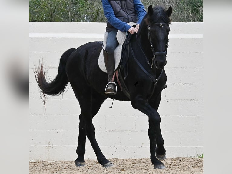 Menorquin Gelding 9 years 16 hh Black in Menorca