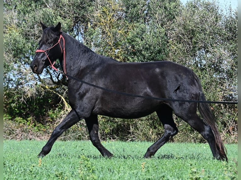 Menorquin Klacz 10 lat 154 cm Kara in Menorca