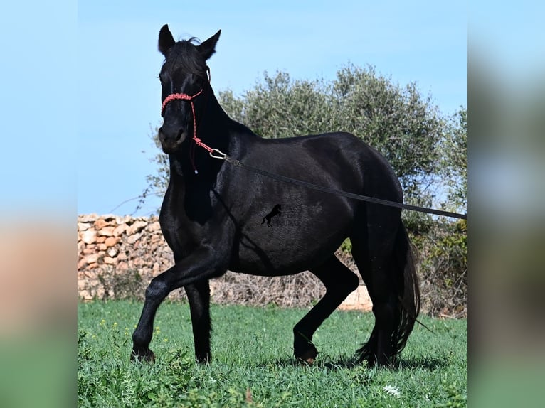 Menorquin Klacz 10 lat 154 cm Kara in Menorca
