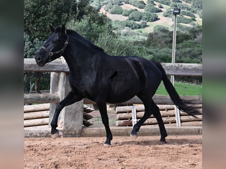 Menorquin Klacz 10 lat 156 cm Kara in Menorca
