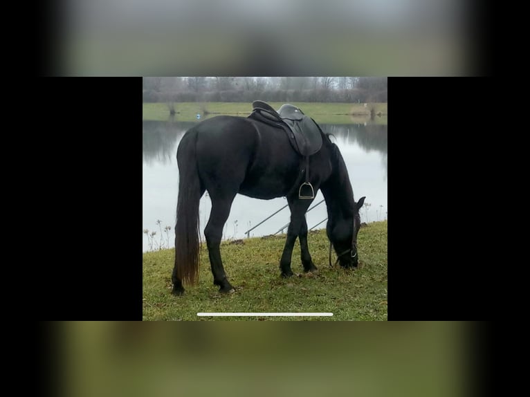 Menorquin Klacz 10 lat 160 cm Kara in Herzogsdorf