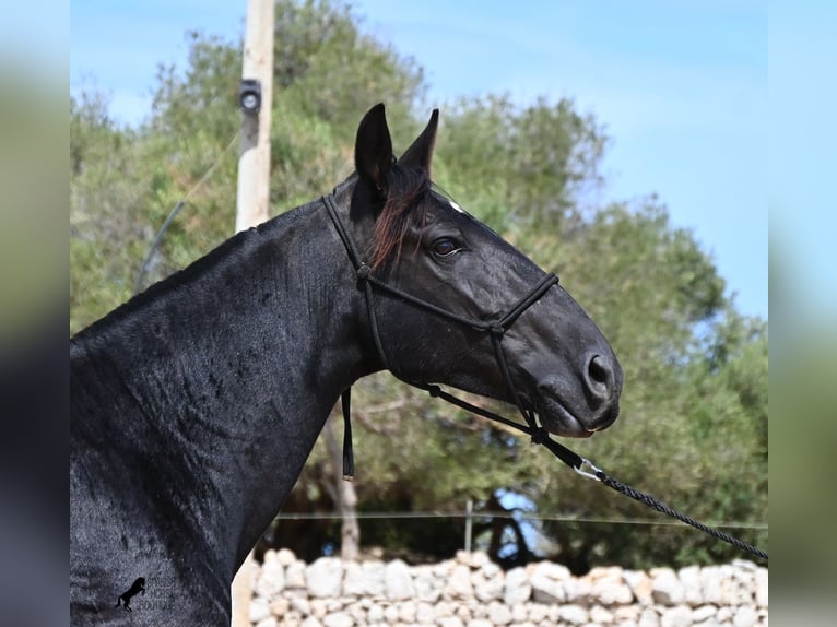 Menorquin Klacz 11 lat 156 cm  in Menorca
