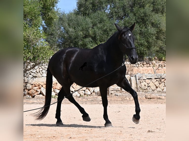 Menorquin Klacz 11 lat 156 cm  in Menorca