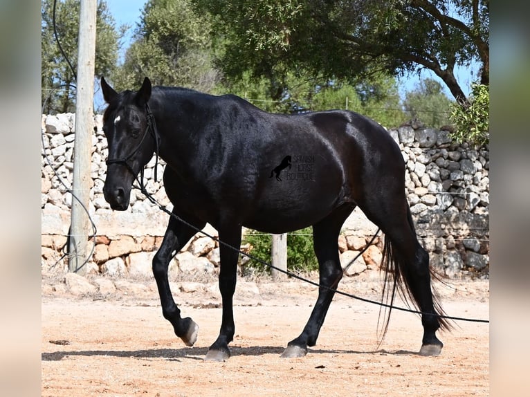 Menorquin Klacz 11 lat 156 cm  in Menorca
