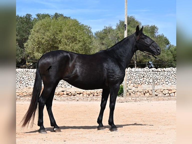 Menorquin Klacz 11 lat 156 cm  in Menorca