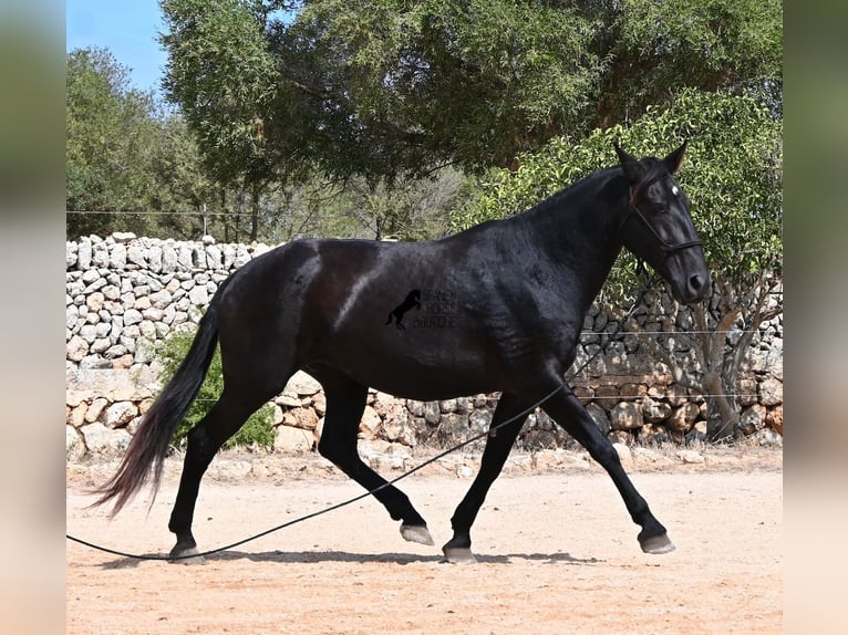 Menorquin Klacz 11 lat 156 cm  in Menorca