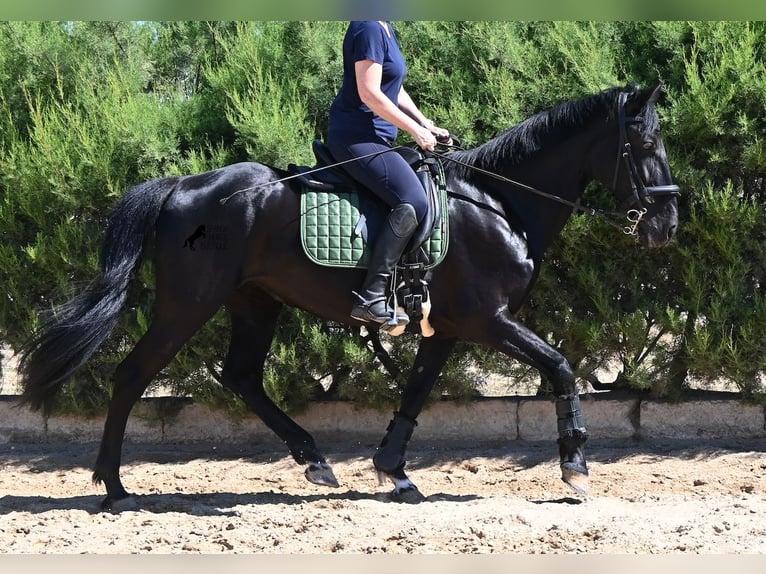 Menorquin Klacz 12 lat 158 cm Kara in Menorca
