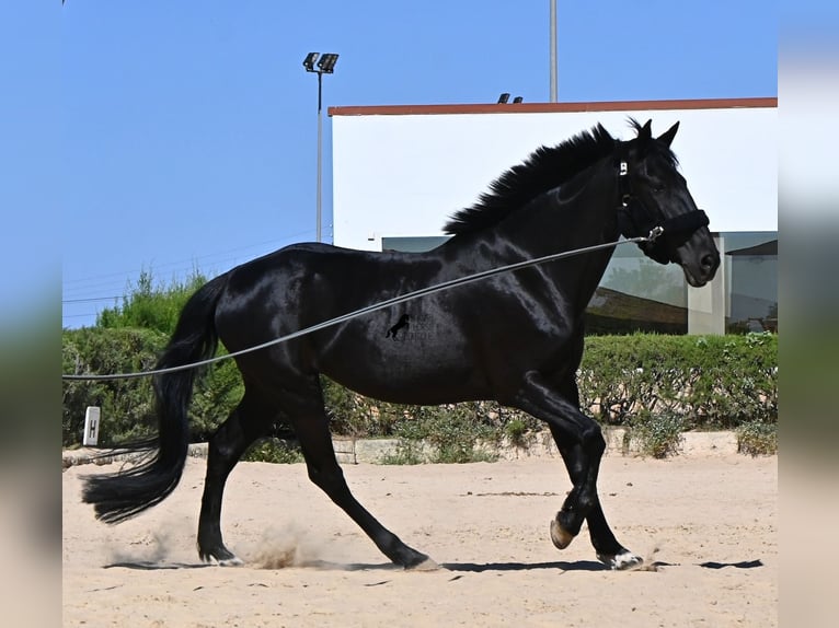 Menorquin Klacz 12 lat 158 cm Kara in Menorca